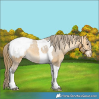 Horse Color:Buckskin Tobiano Snowcap 