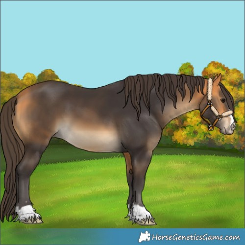 Horse Color:Buckskin 