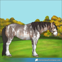 Horse Color:Brown Sabino Rabicano