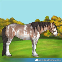 Horse Color:Brown Sabino Rabicano 