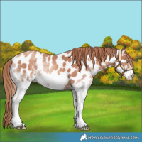 Horse Color:White Spotted Gold Champagne Appaloosa 