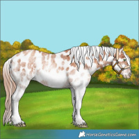 Horse Color:White Spotted Gold Champagne Appaloosa 