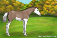 Horse Color:Unknown 