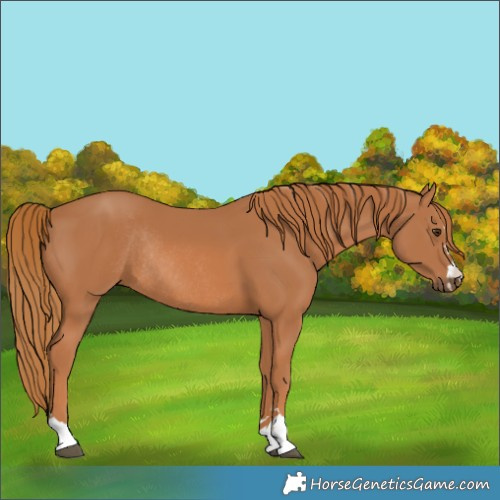 Horse Color:Chestnut Rabicano 
