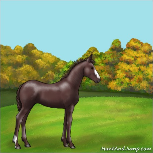 Horse Color:Chocolate Black