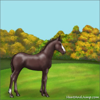 Horse Color:Chocolate Black 