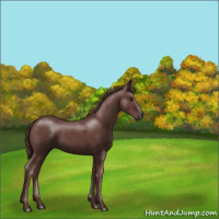 Horse Color:Chocolate Smoky Black 