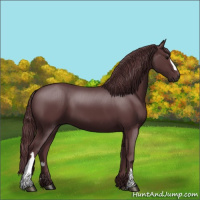Horse Color:Chocolate Black