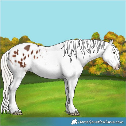 Horse Color:Silver Brown Tobiano Appaloosa 