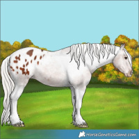 Horse Color:Silver Brown Tobiano Appaloosa 
