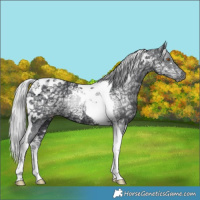 Horse Color:White Spotted Silver Black Chinchilla Ice Tobiano 