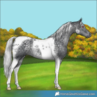 Horse Color:Silver Black Chinchilla Tobiano 