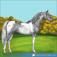 Horse Color:Silver Black Chinchilla Ice Tobiano 
