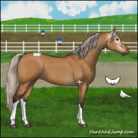 Horse Color:Gray Silver Bay Dun Tobiano 