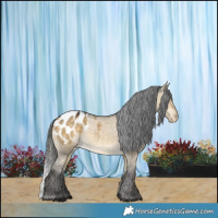 Horse Color:Buckskin Dun Appaloosa