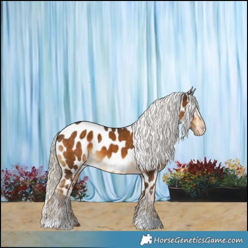 Horse Color:Chocolate Palomino Appaloosa