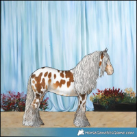 Horse Color:Chocolate Palomino Appaloosa