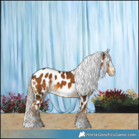 Horse Color:Chocolate Palomino Appaloosa