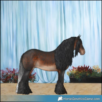 Horse Color:Brown Appaloosa