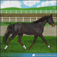 Horse Color:Liver Chestnut Appaloosa 
