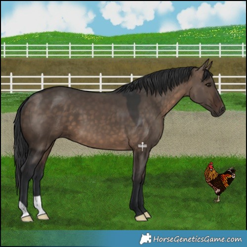 Horse Color:Brown Dun 