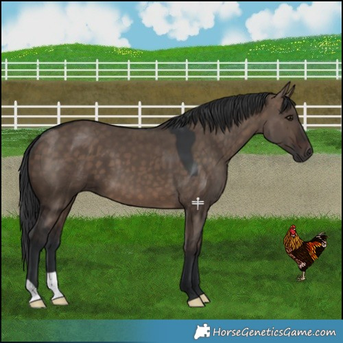 Horse Color:Brown Dun 