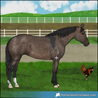 Horse Color:Brown Dun 