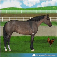 Horse Color:Brown Dun 