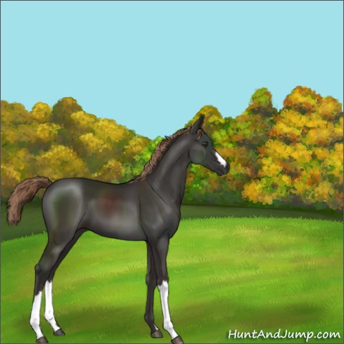 Horse Color:Liver Chestnut 