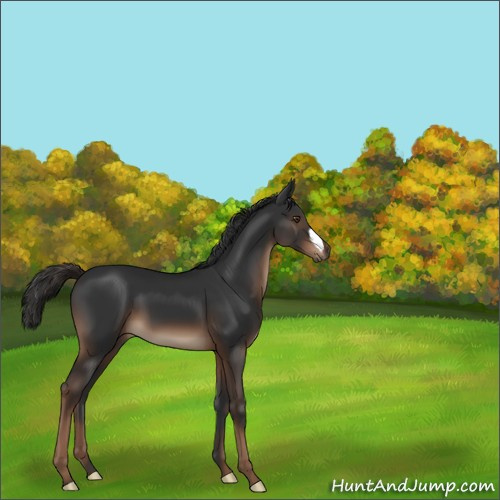 Horse Color:Liver Chestnut 