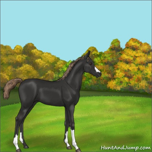 Horse Color:Liver Chestnut 