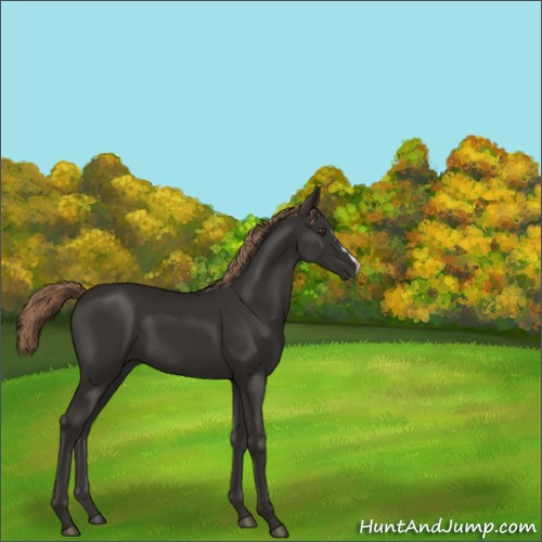 Horse Color:Liver Chestnut 