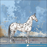Horse Color:Brown Dun Appaloosa Brindle 