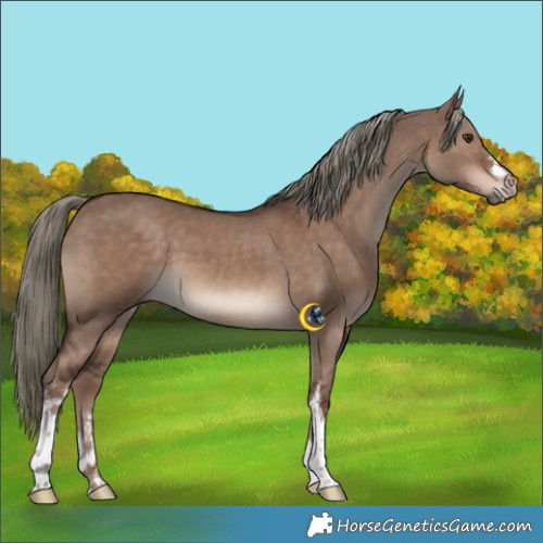 Horse Color:White Spotted Liver Red Dun Mushroom 