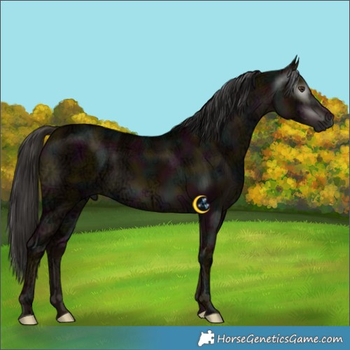 Horse Color:Gray Midnight Liver Red Dun Ice Brindle 