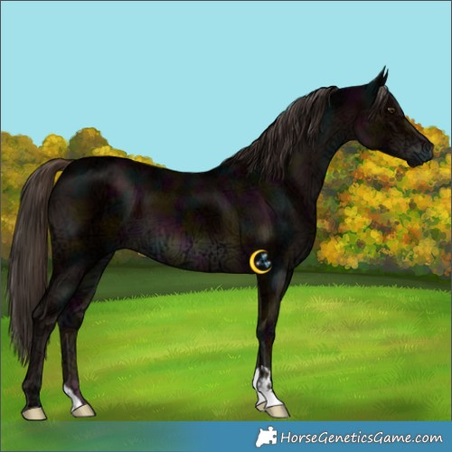 Horse Color:Midnight Liver Chestnut Ice 