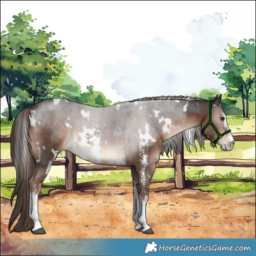 Horse Color:White Spotted Liver Chestnut Sabino 