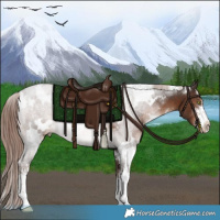 Horse Color:White Spotted Liver Chestnut