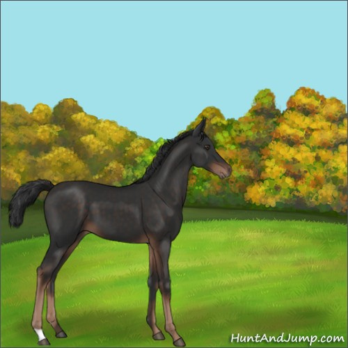 Horse Color:Liver Chestnut 