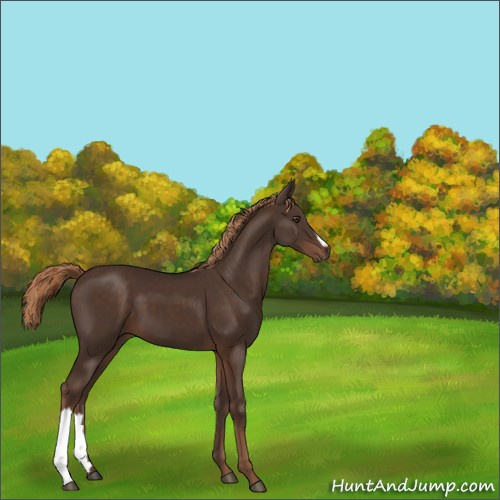 Horse Color:Liver Chestnut 