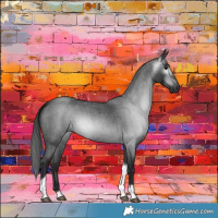 Horse Color:Gray Blue Roan Tobiano 