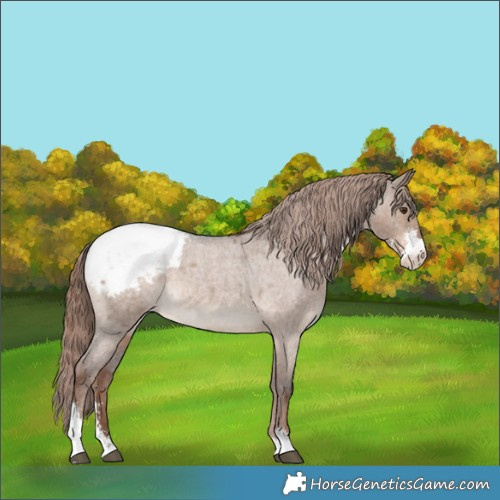 Horse Color:Liver Red Dun Roan Sabino Appaloosa Brindle 