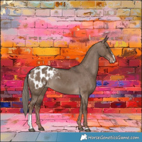 Horse Color:Liver Red Dun Sabino Appaloosa 