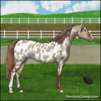 Horse Color:Liver Red Dun Near Leopard 