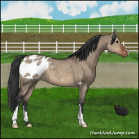 Horse Color:Brown Dun Appaloosa 