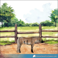 Horse Color:Void White Spotted Chocolate Palomino Sabino Rabicano 