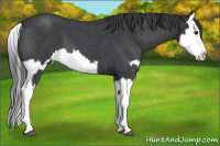 Horse Color:Blue Roan Sabino Splash  and Blue Roan Sabino Splash
