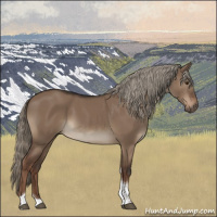 Horse Color:Liver Red Dun Tobiano Rabicano 
