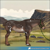 Horse Color:White Spotted Liver Chestnut 