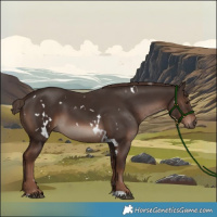 Horse Color:White Spotted Liver Chestnut 